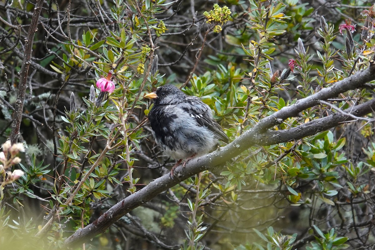 Mourning Sierra Finch - ML620619252