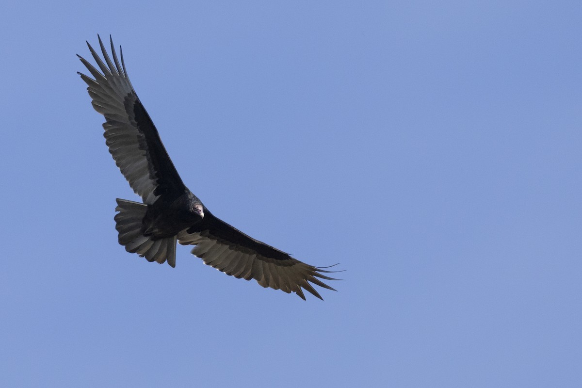 Turkey Vulture - ML620619253