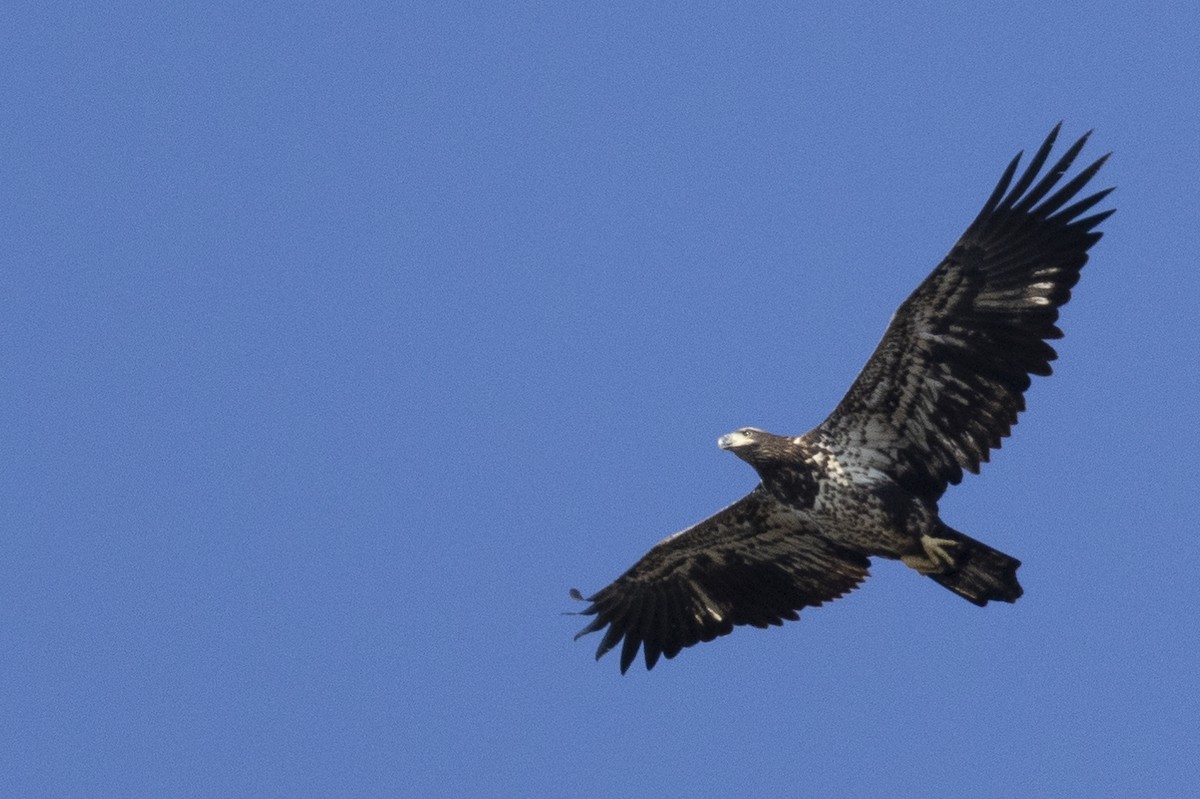 Bald Eagle - ML620619255