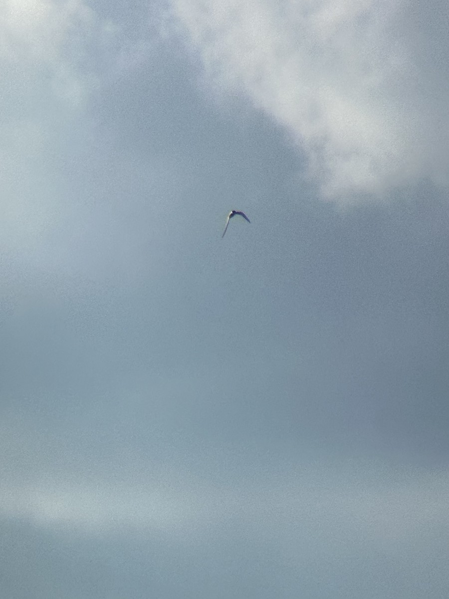 Least Tern - ML620619258