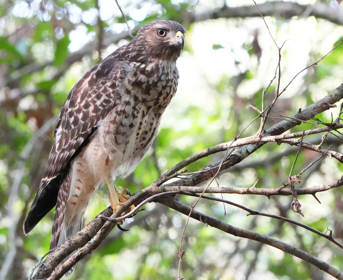 Red-shouldered Hawk - ML620619261