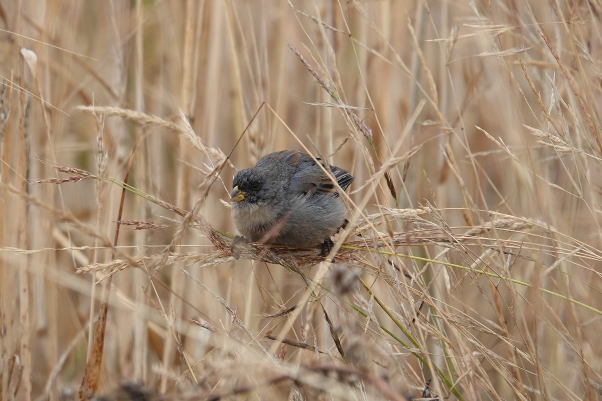 Band-tailed Seedeater - ML620619262