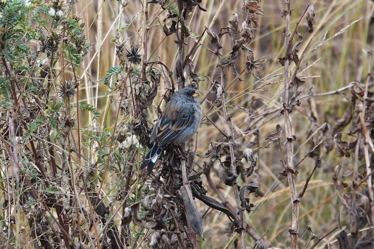 Band-tailed Seedeater - ML620619263