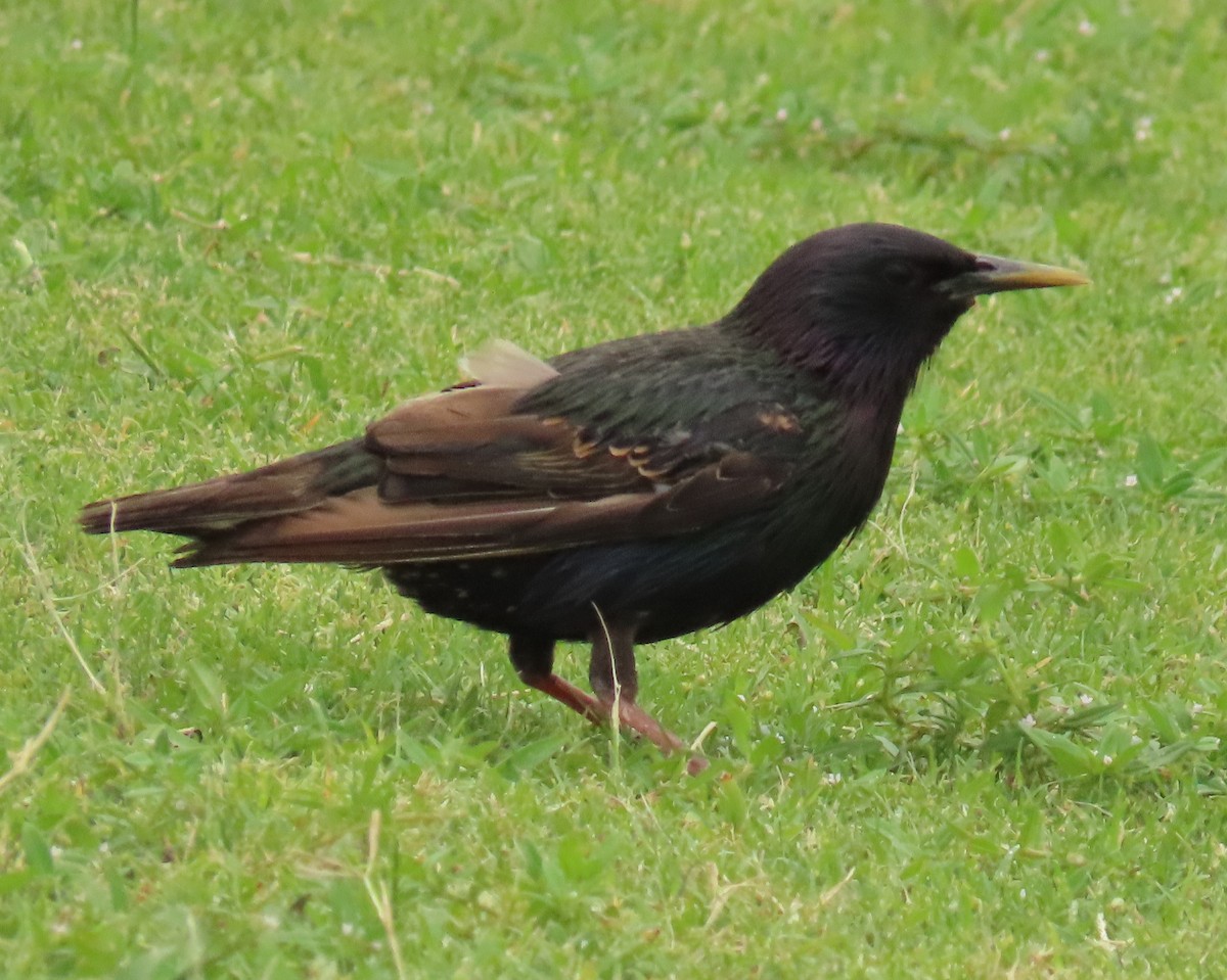 European Starling - ML620619268