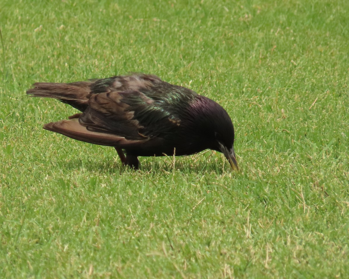 European Starling - ML620619269