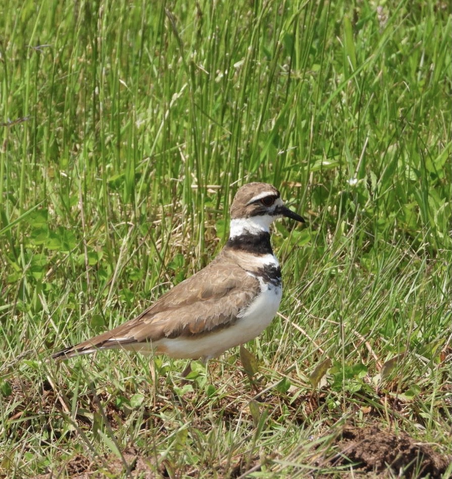 Killdeer - ML620619270