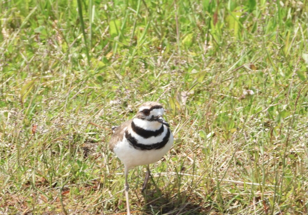 Killdeer - ML620619271