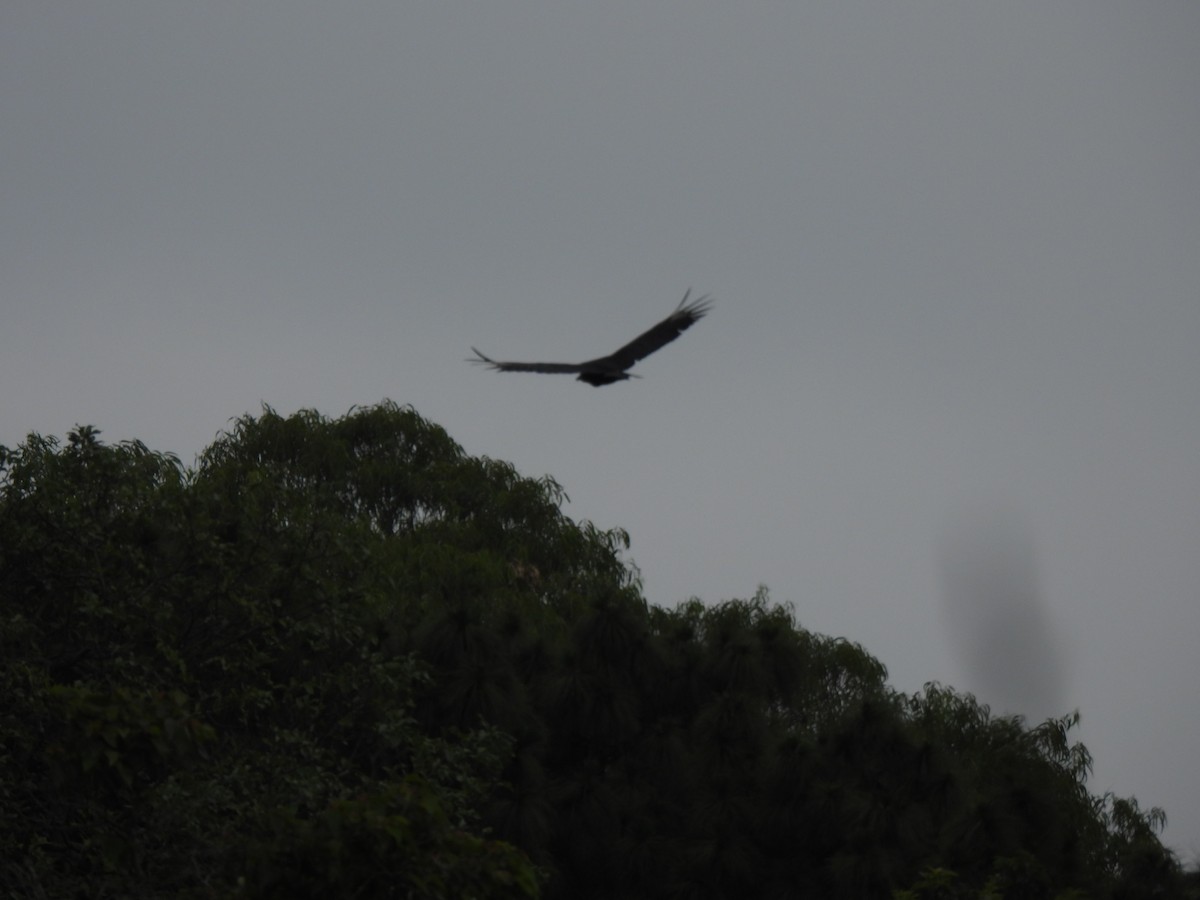 Black Vulture - ML620619272