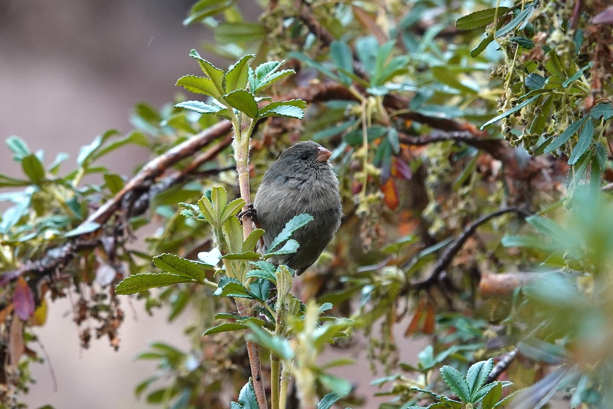 Plain-colored Seedeater - ML620619273