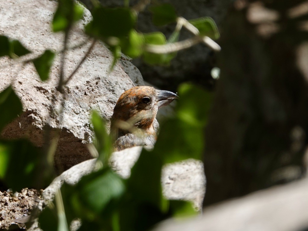 Red Crossbill - ML620619275