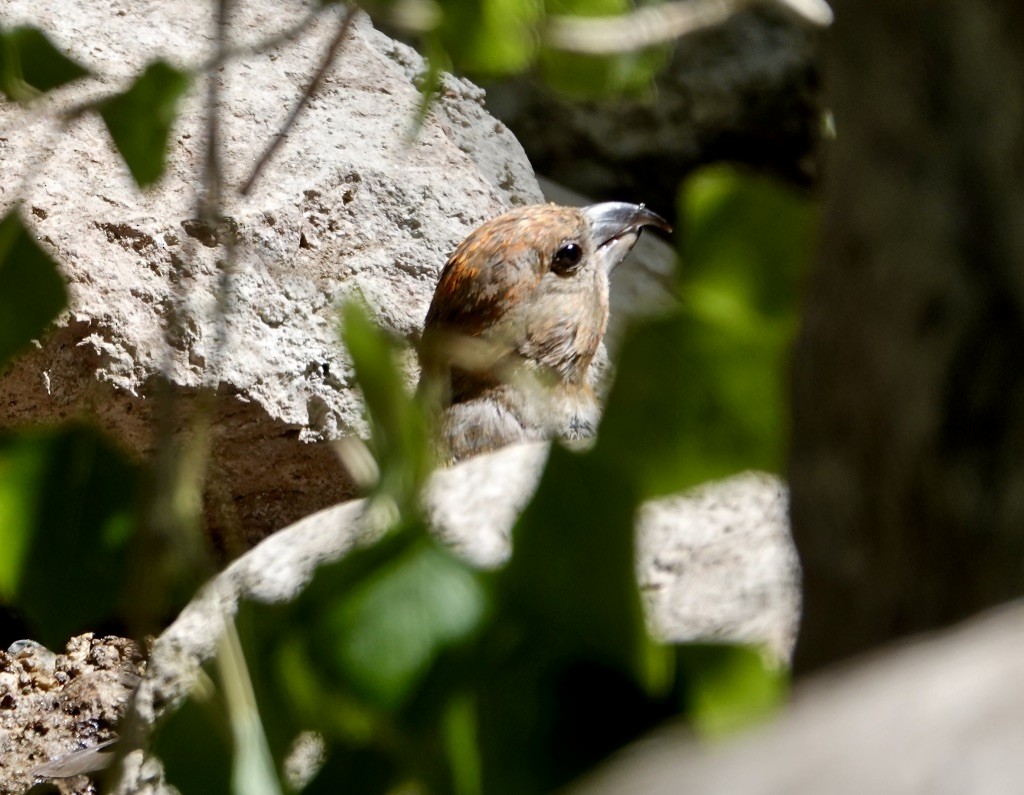 Red Crossbill - ML620619277