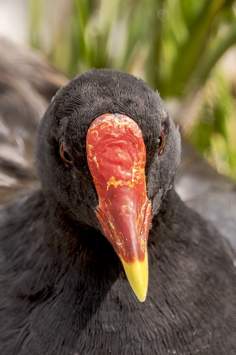 Eurasian Moorhen - ML620619278