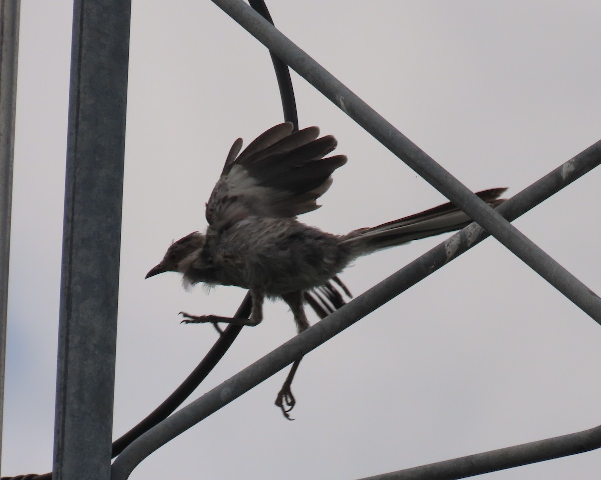 Northern Mockingbird - ML620619279