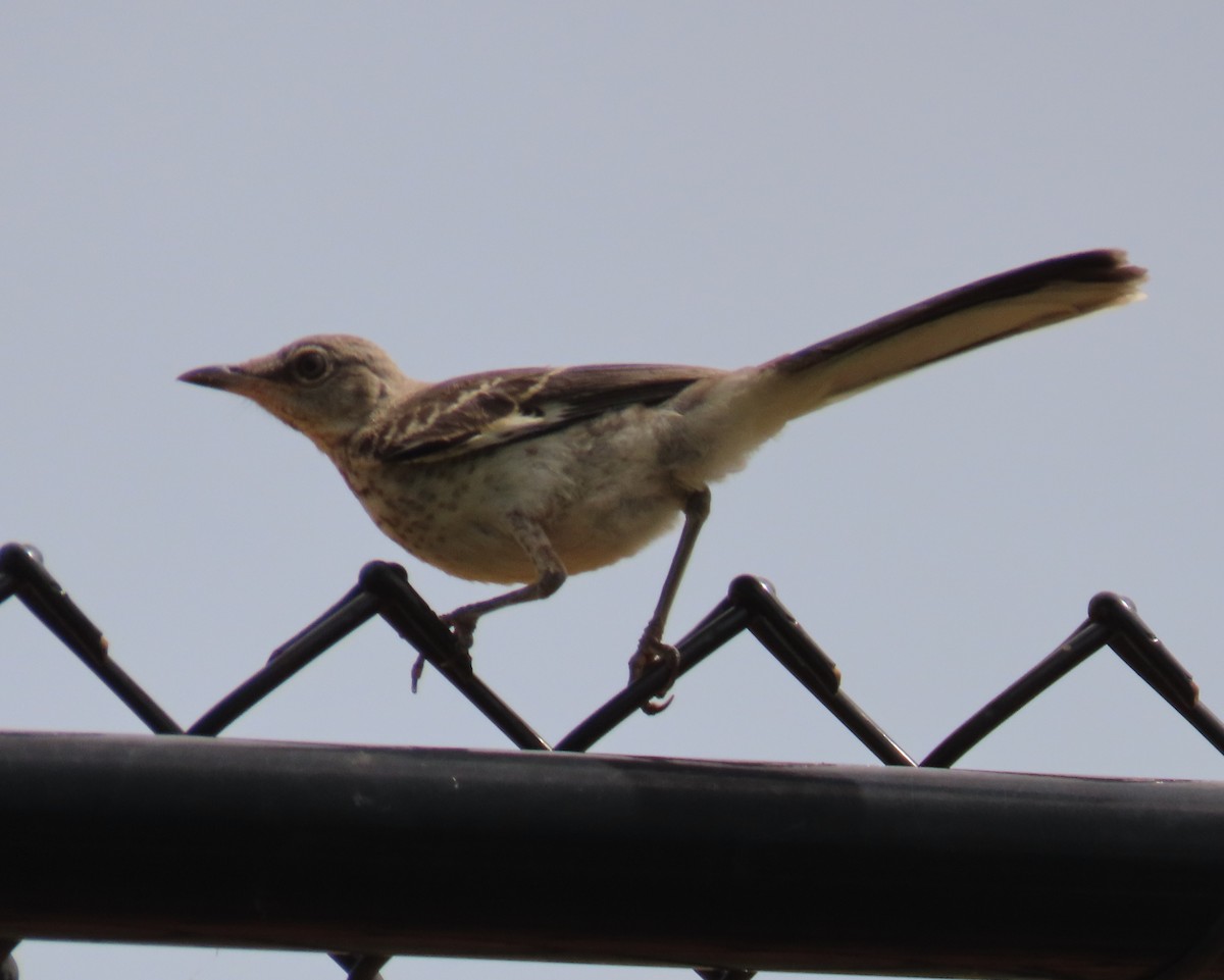 Northern Mockingbird - ML620619280