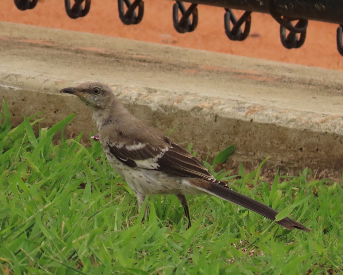 Northern Mockingbird - ML620619283