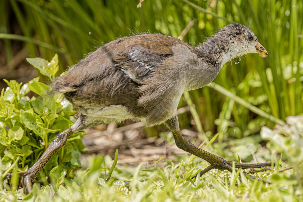 Eurasian Moorhen - ML620619284