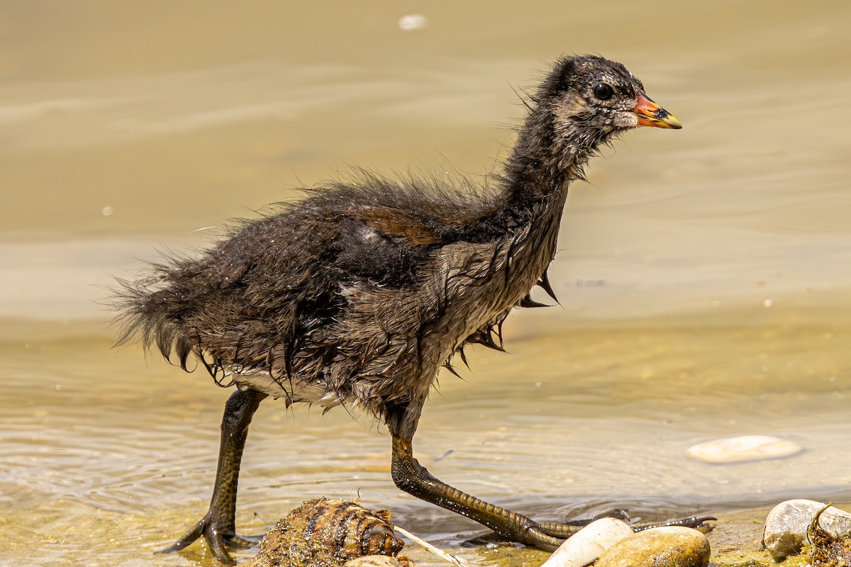 Eurasian Moorhen - Jose Juan Pamplona