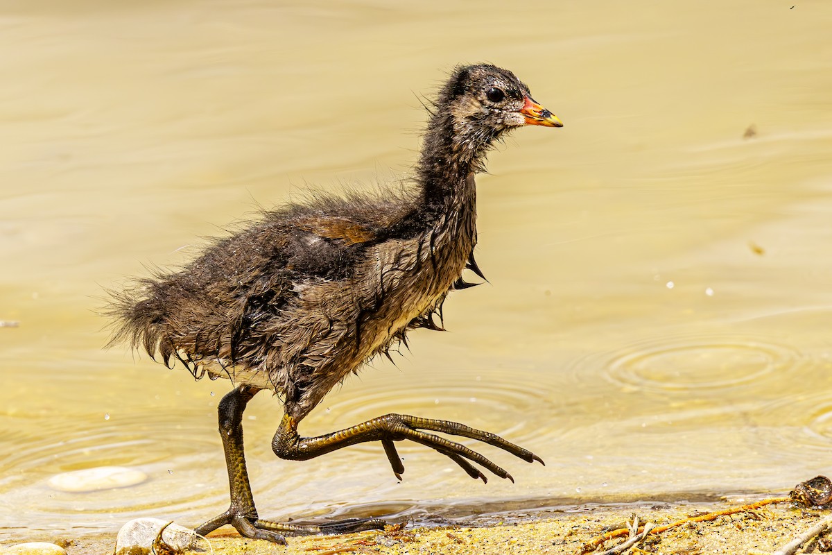 Eurasian Moorhen - ML620619286