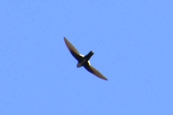 White-throated Swift - Logan  Brunner