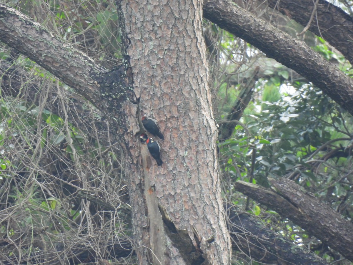 Acorn Woodpecker - ML620619292