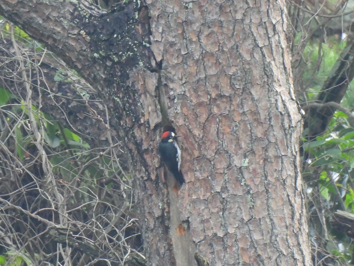 Acorn Woodpecker - ML620619293