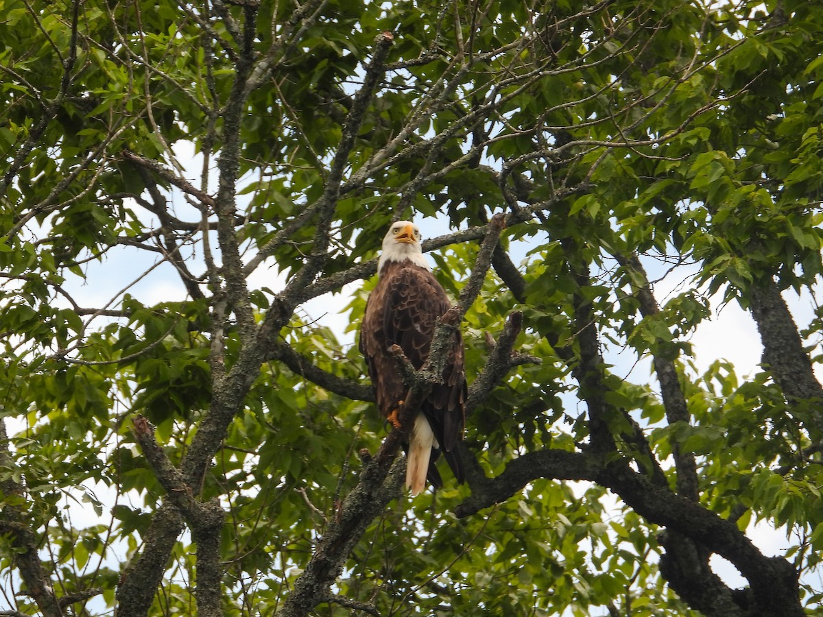 Weißkopf-Seeadler - ML620619294