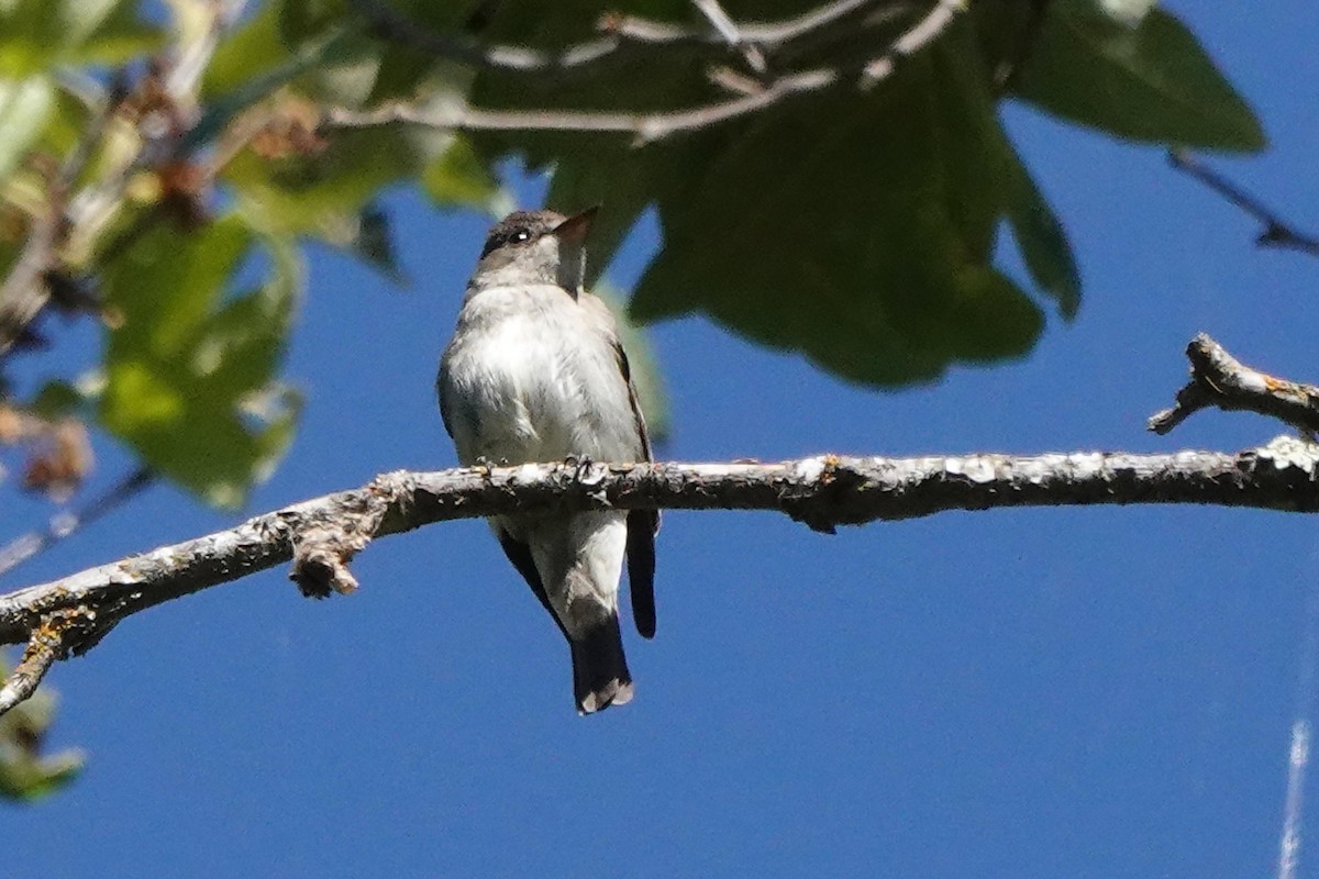 Western Wood-Pewee - ML620619296