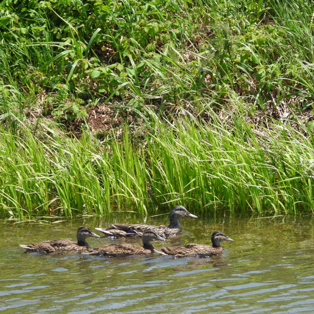 Canard colvert - ML620619297