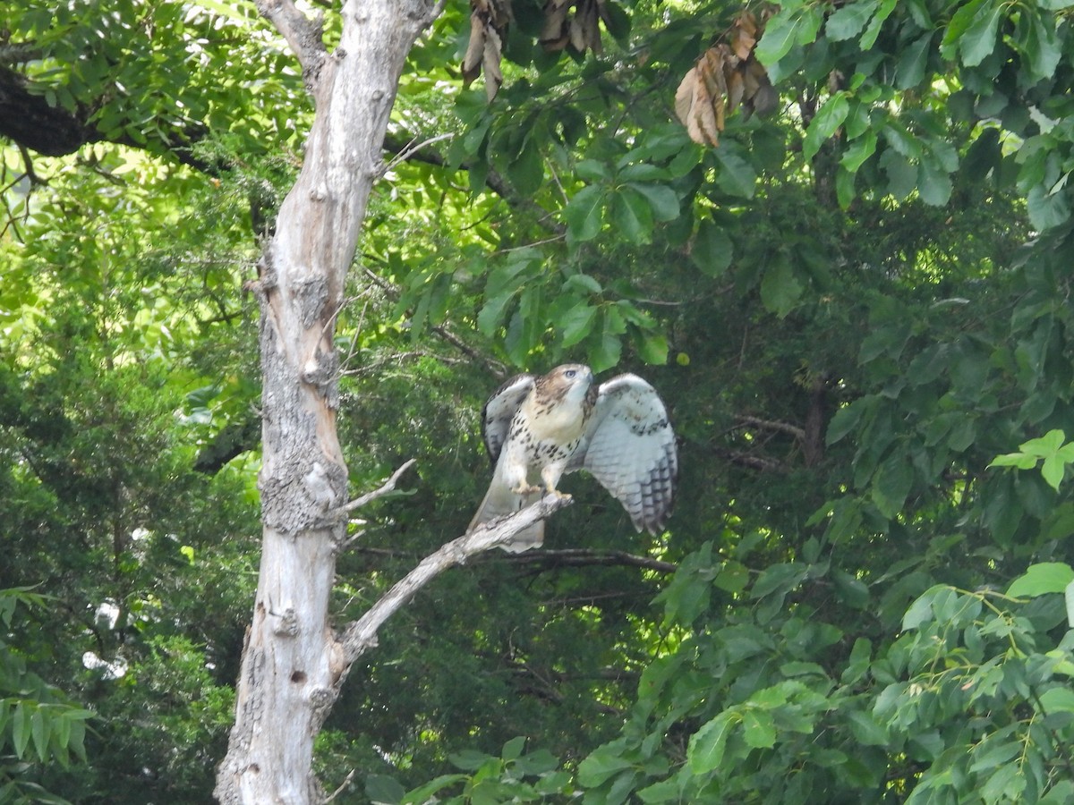 Red-tailed Hawk - ML620619298