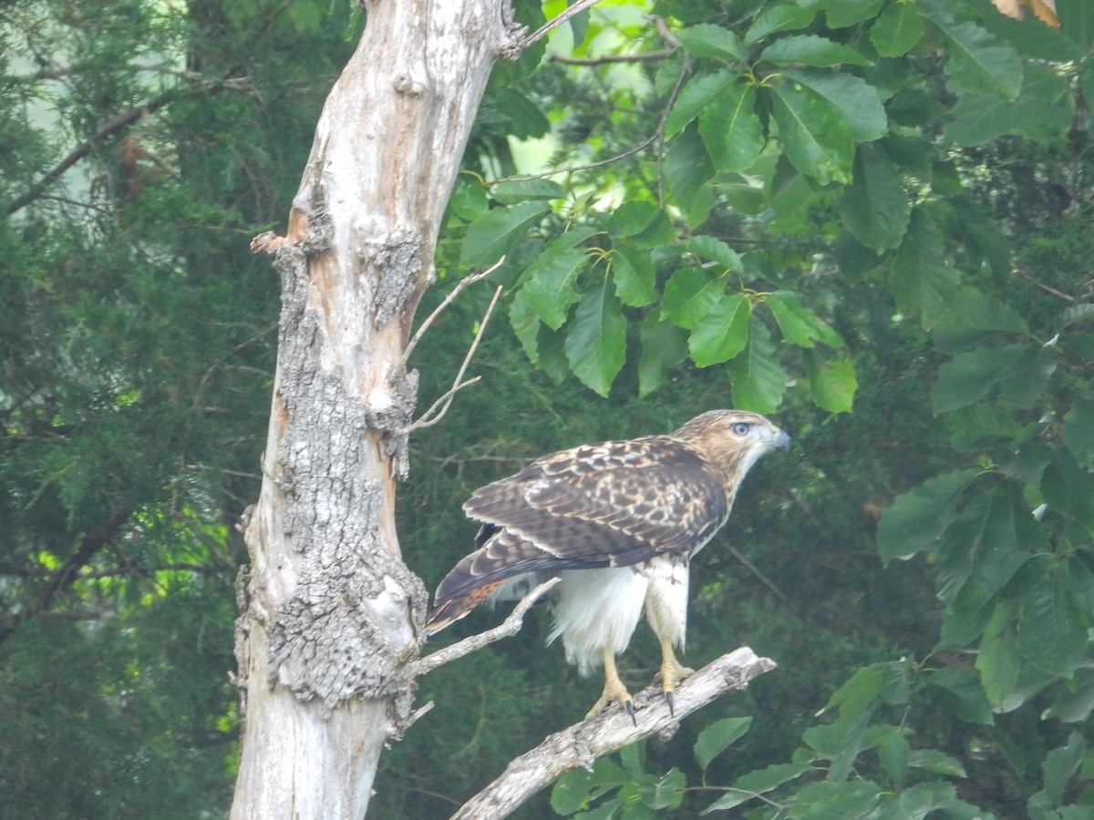 Rotschwanzbussard - ML620619299