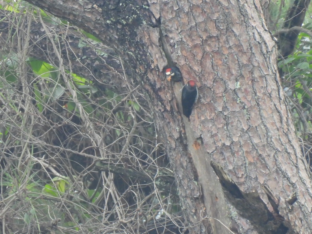 Acorn Woodpecker - ML620619300