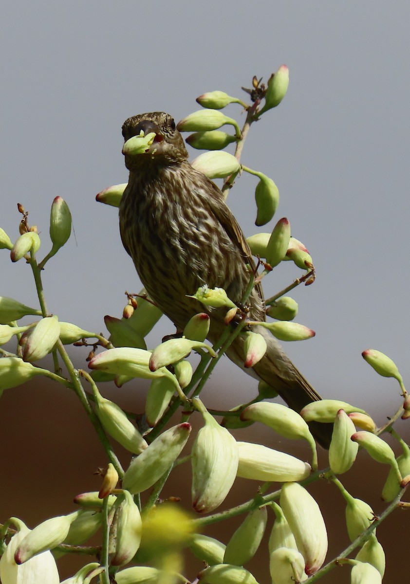 House Finch - ML620619301