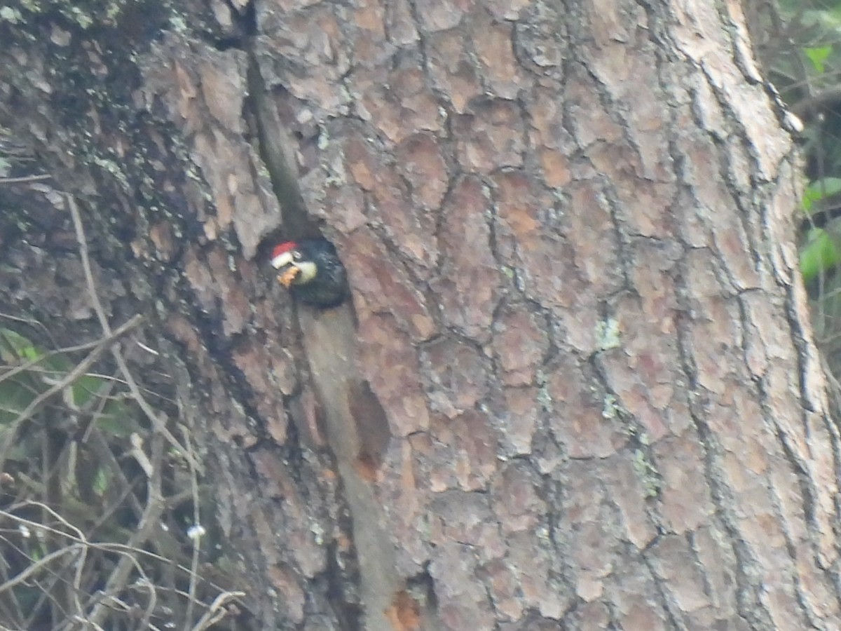 Acorn Woodpecker - ML620619302