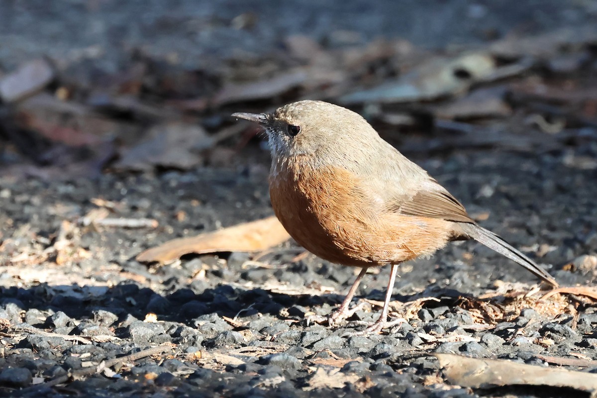 Rockwarbler - ML620619305