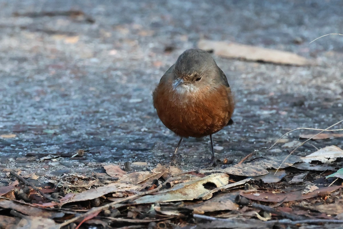 Rockwarbler - ML620619306