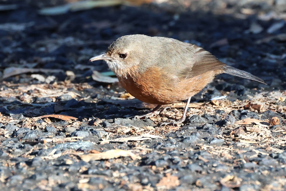 Rockwarbler - ML620619307