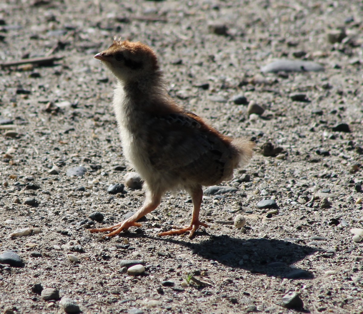 Ruffed Grouse - ML620619309