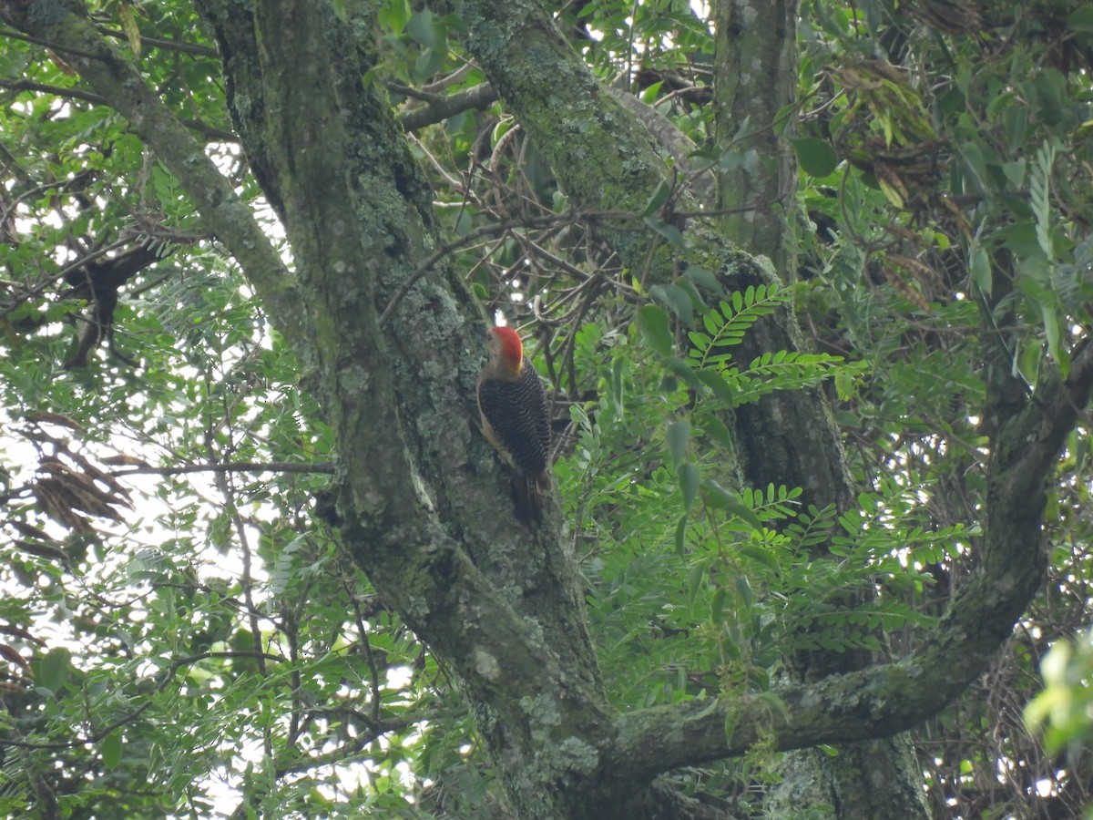 Golden-fronted Woodpecker - María Eugenia Paredes Sánchez