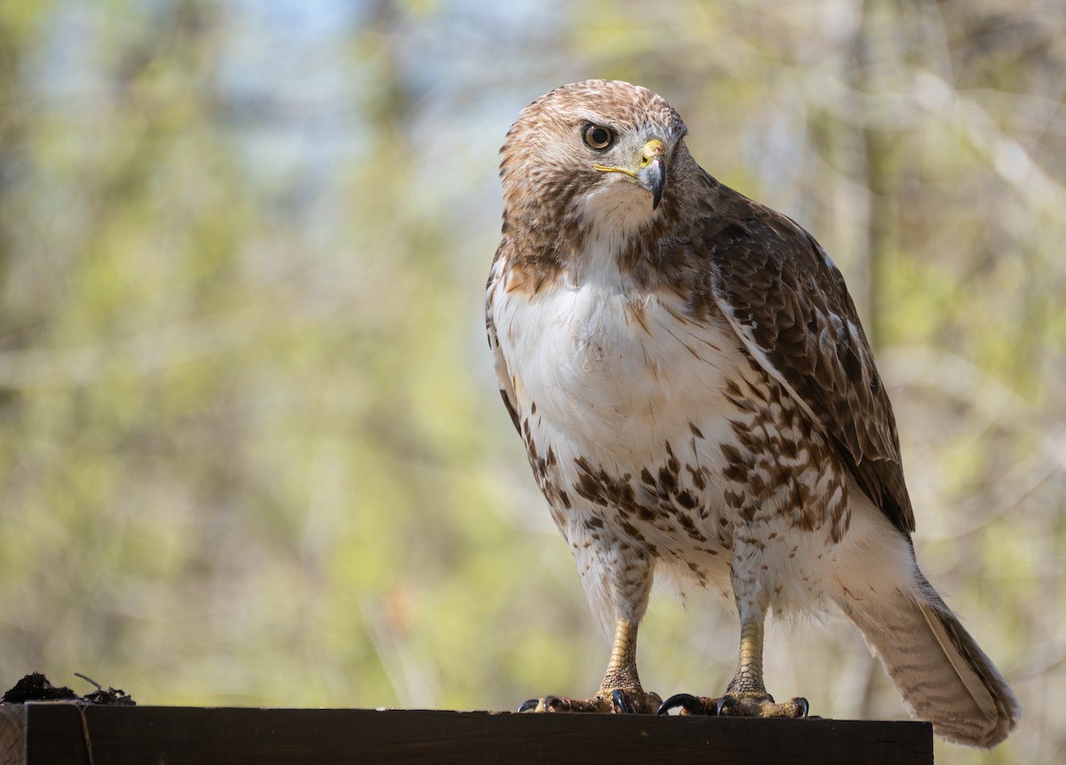 Red-tailed Hawk - ML620619321