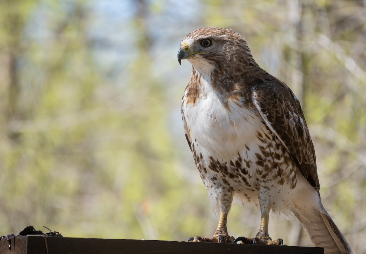 Red-tailed Hawk - ML620619322