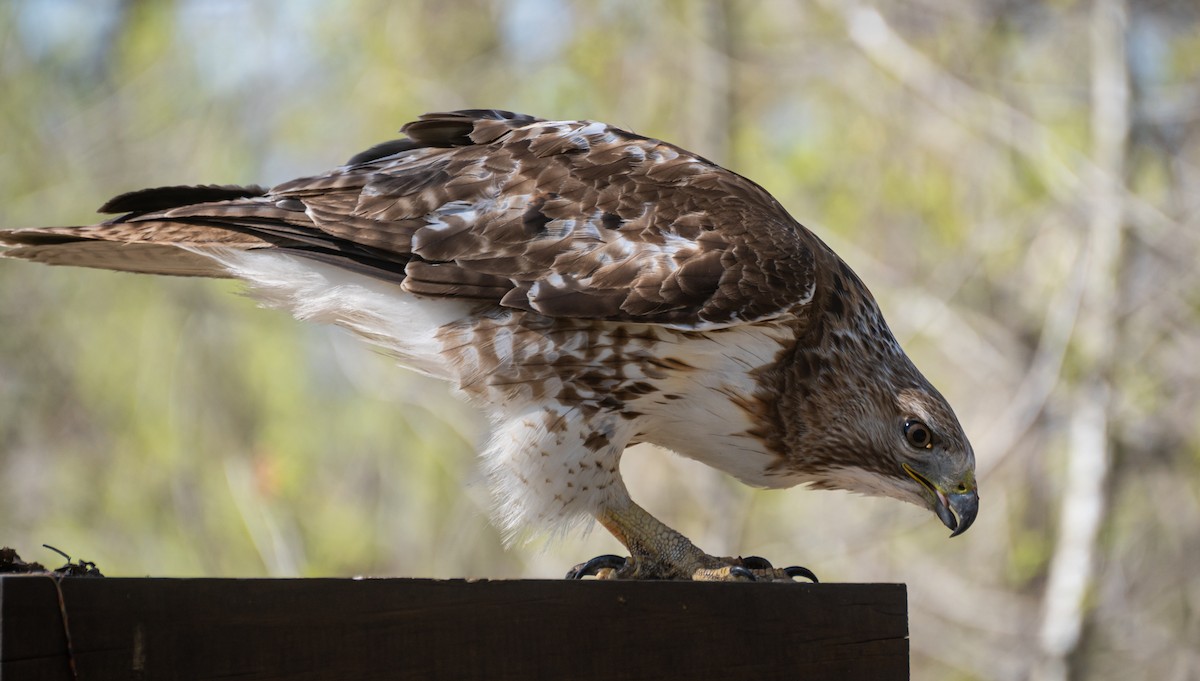 Red-tailed Hawk - ML620619323