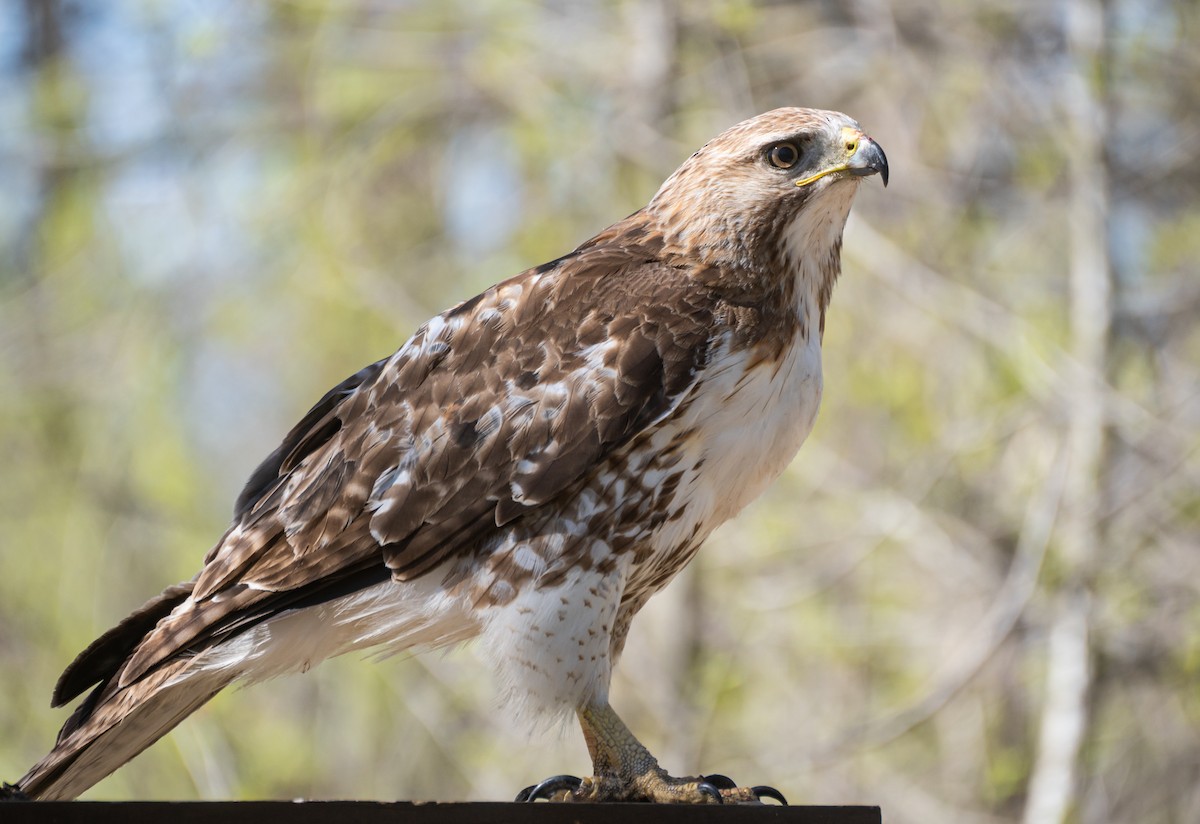 Red-tailed Hawk - Kai Frueh