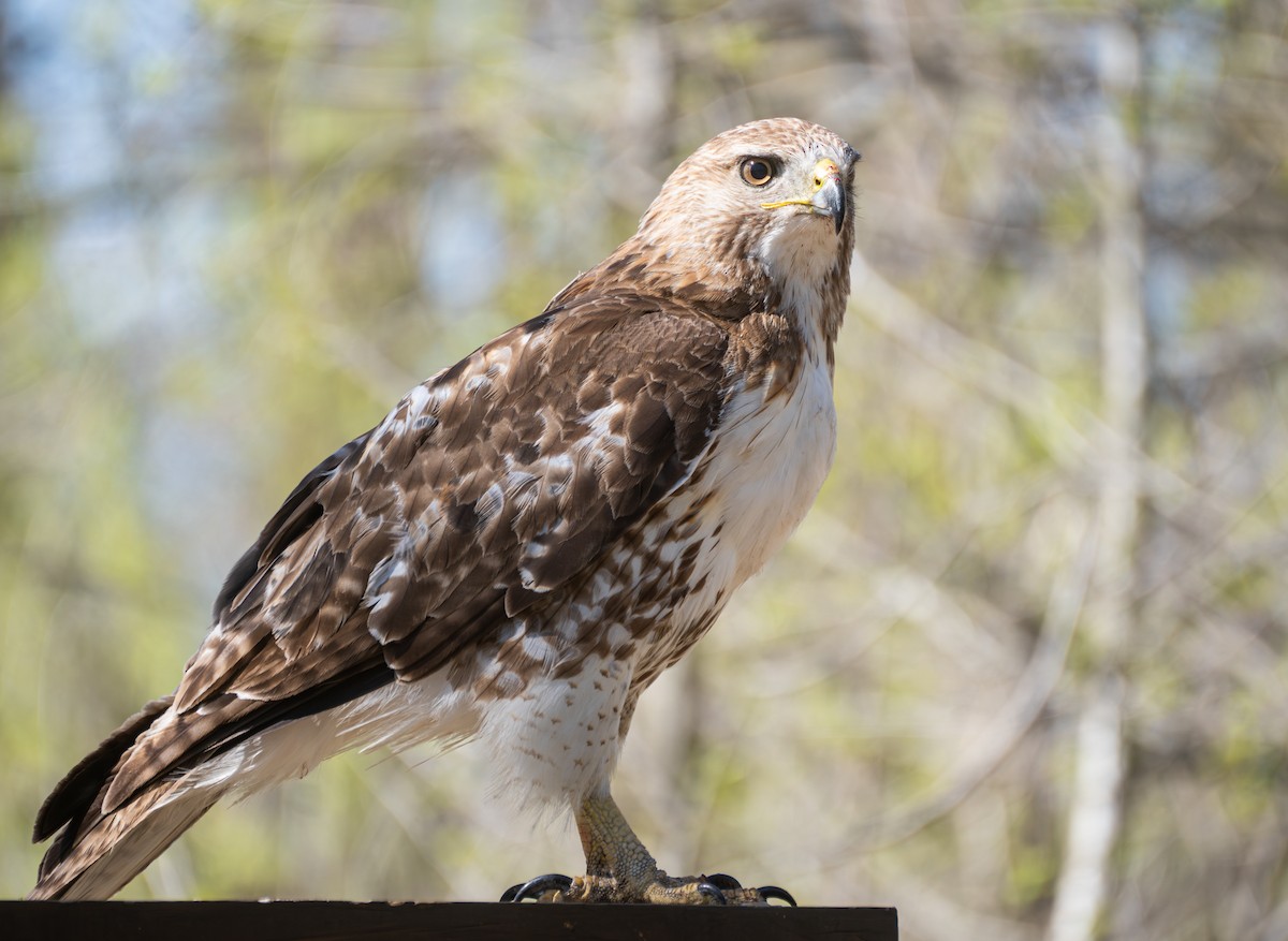 Red-tailed Hawk - ML620619326