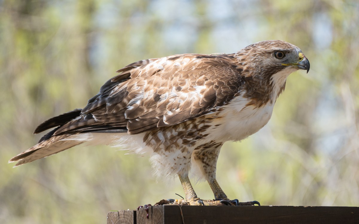 Red-tailed Hawk - ML620619327