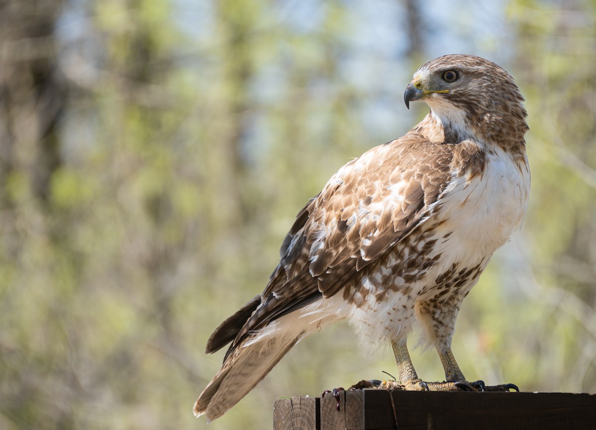 Rotschwanzbussard - ML620619328