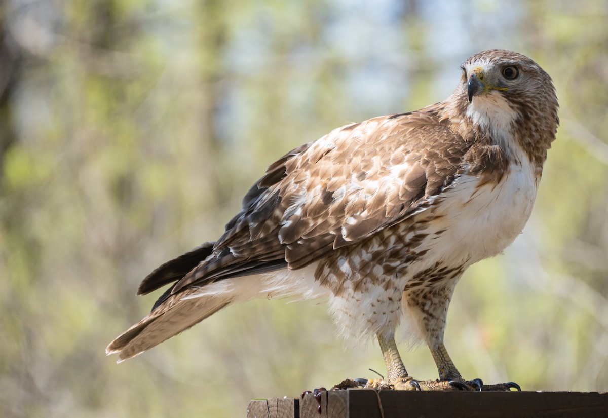 Rotschwanzbussard - ML620619329