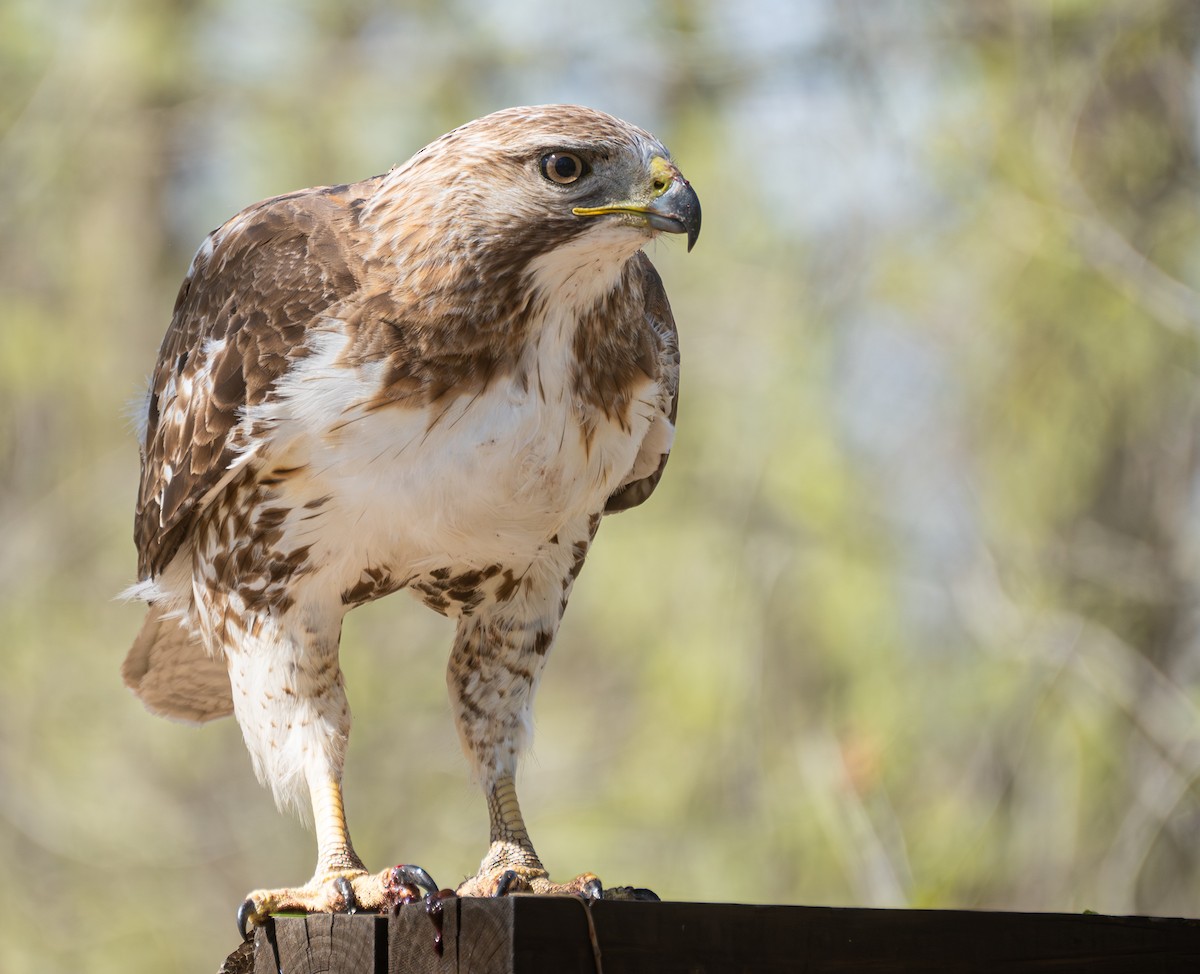 Rotschwanzbussard - ML620619330