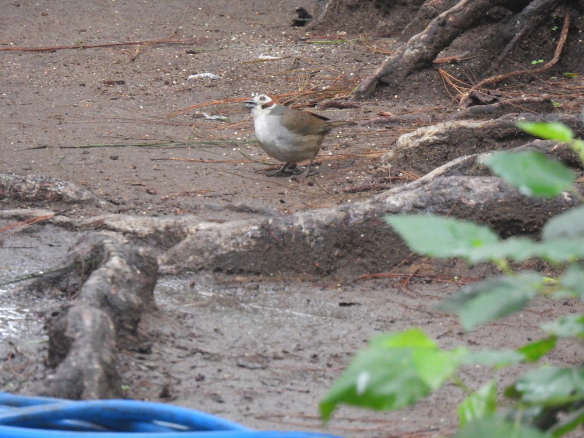 White-faced Ground-Sparrow - ML620619331