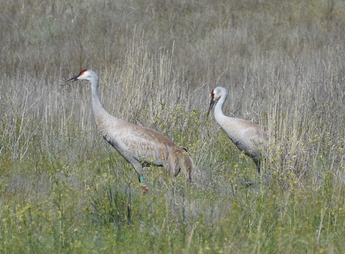 Sandhill Crane - ML620619334