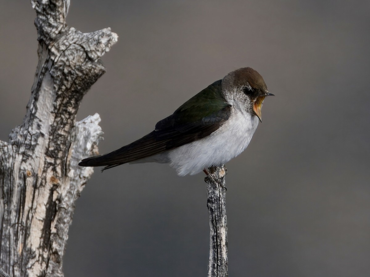 Hirondelle à face blanche - ML620619335